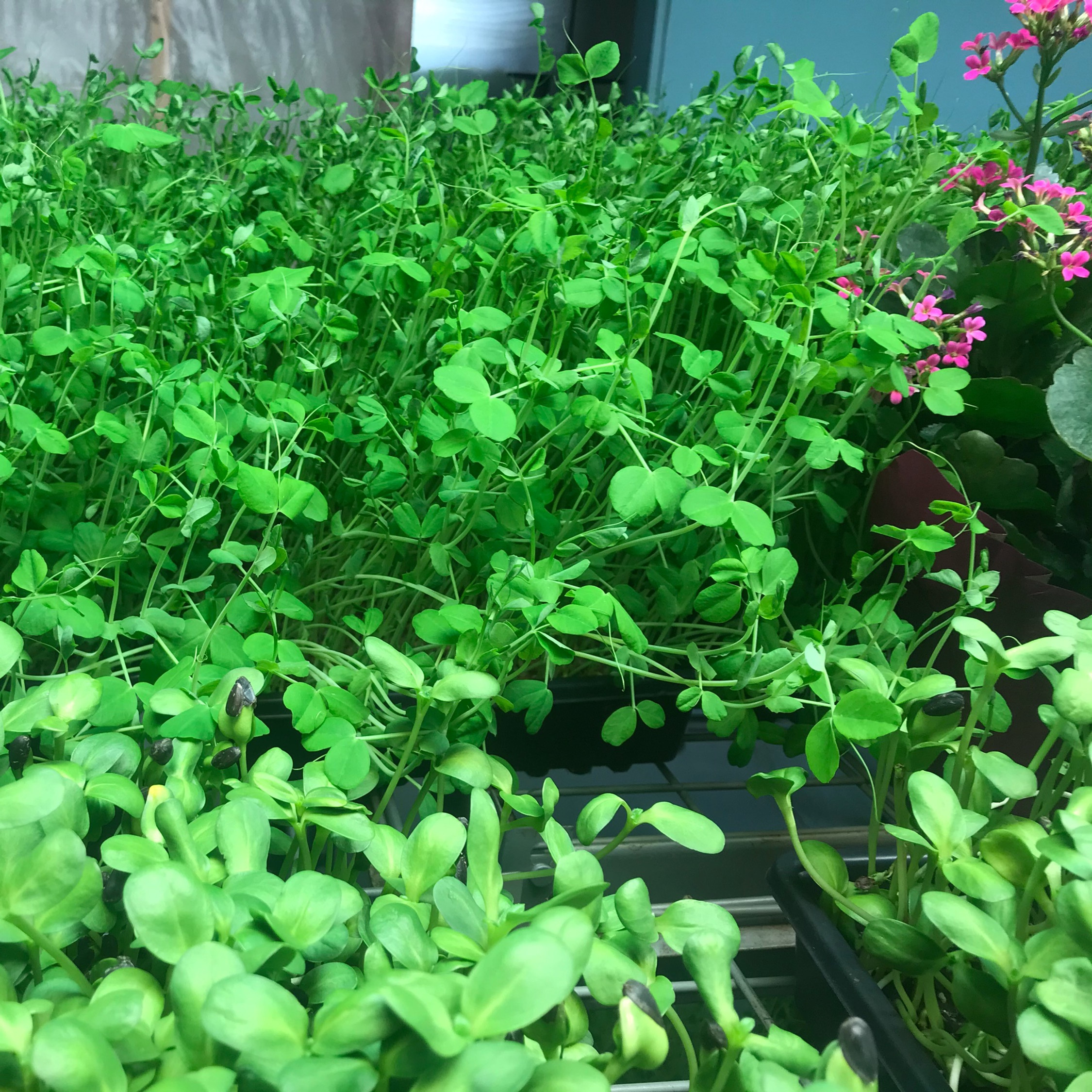 Pea Shoot Sprouts Living Bowl