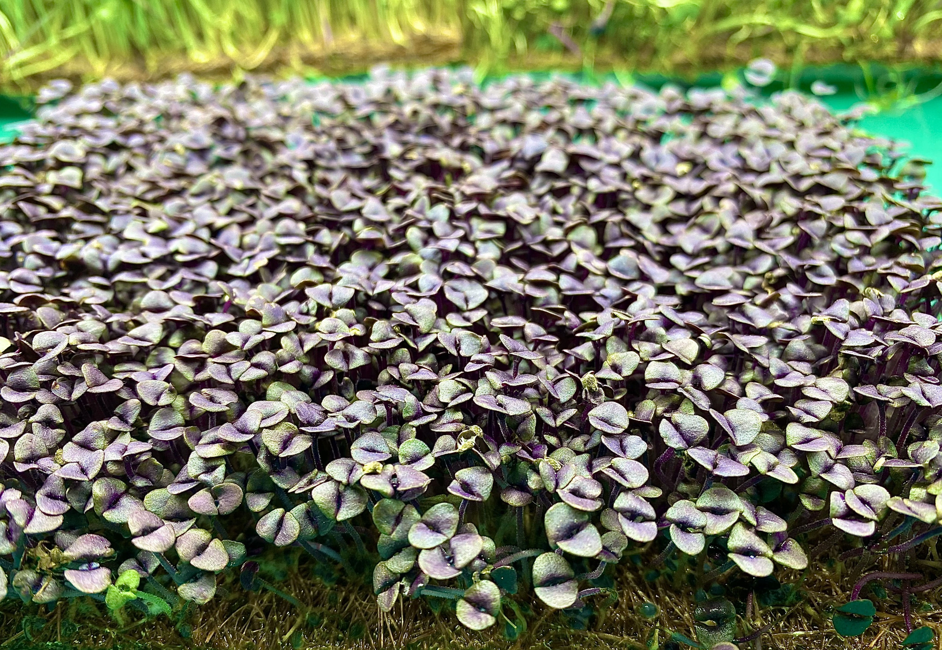 Purple Basil Microgreen Pad