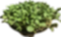 Subject.png