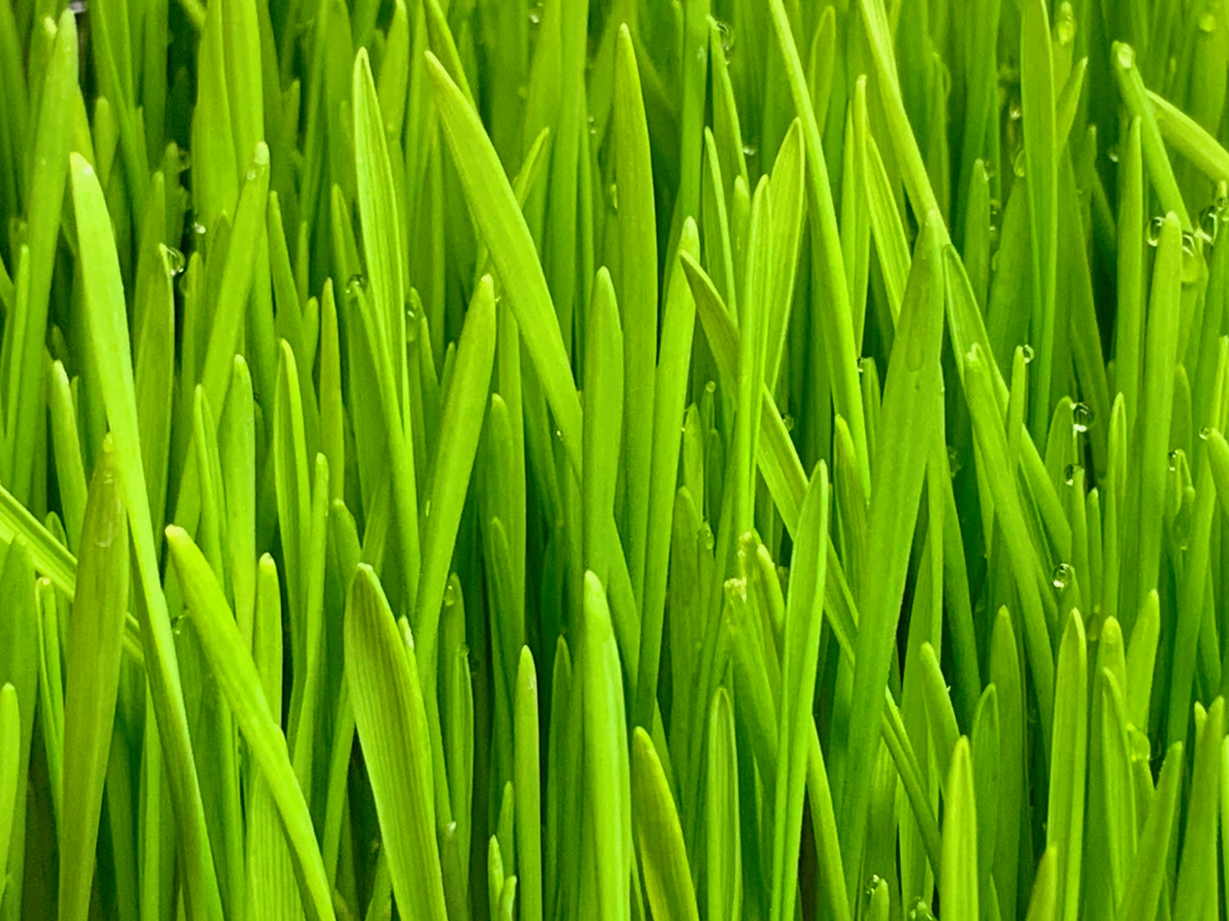 Wheatgrass Living Bowl