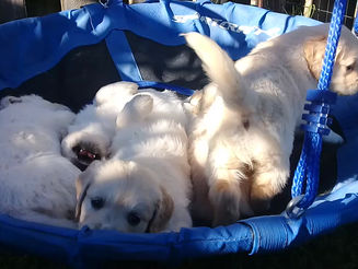 Home is Where the Puppy Love is