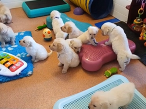 Picking Your Puppies Registered Name