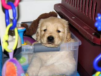 Just A Whole Lot Of Puppy Pictures