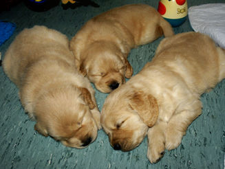Cuteness Overload