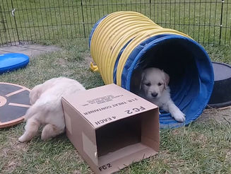 Puppies Find Joy In The Simplest Things