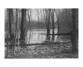 Flooded Forest.jpg