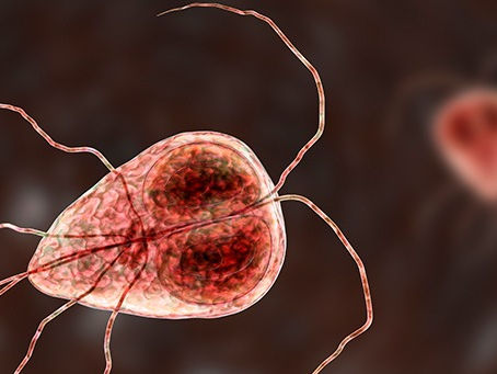 Giardia – common parasite, common questions