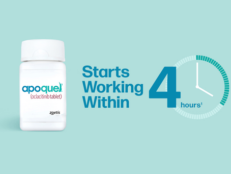 Oclacitinib Apoquel®