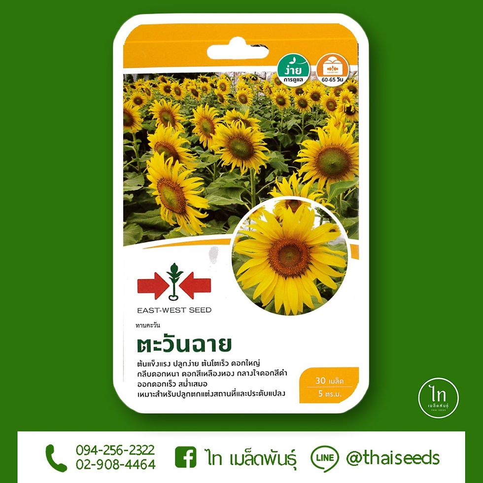 ทานตะวัน ตะวันฉาย : 30 เมล็ด