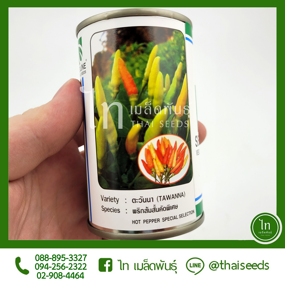 พริกส้ม สั้นคัดพิเศษ ตะวันนา : 20 กรัม