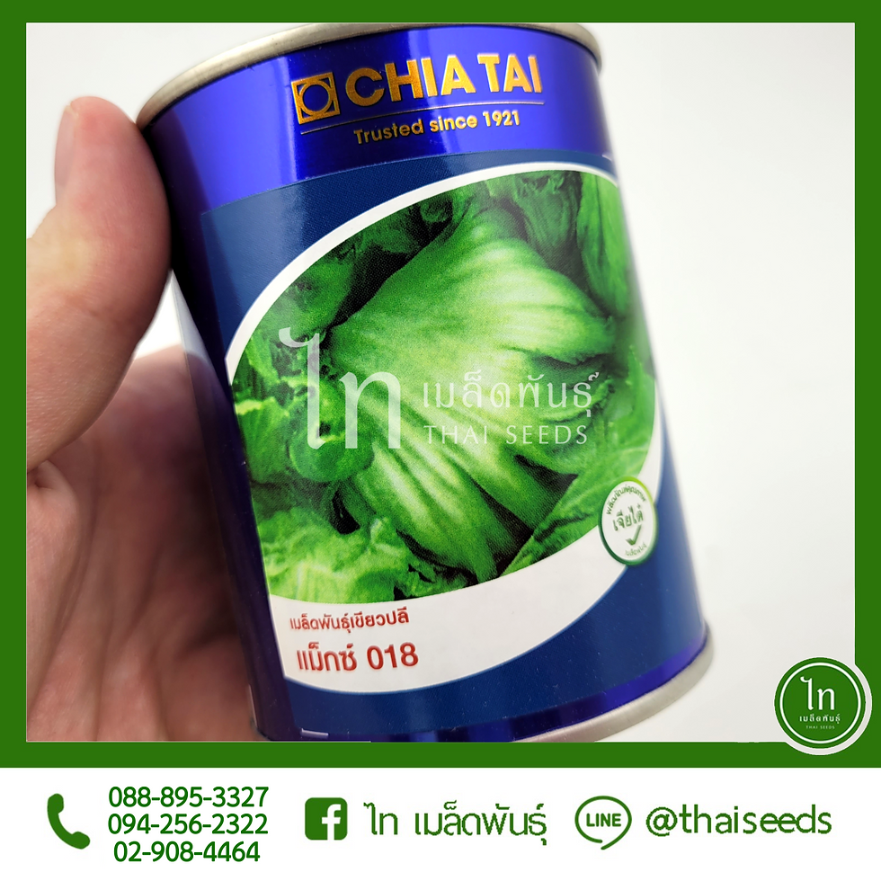 ผักกาดเขียวปลี