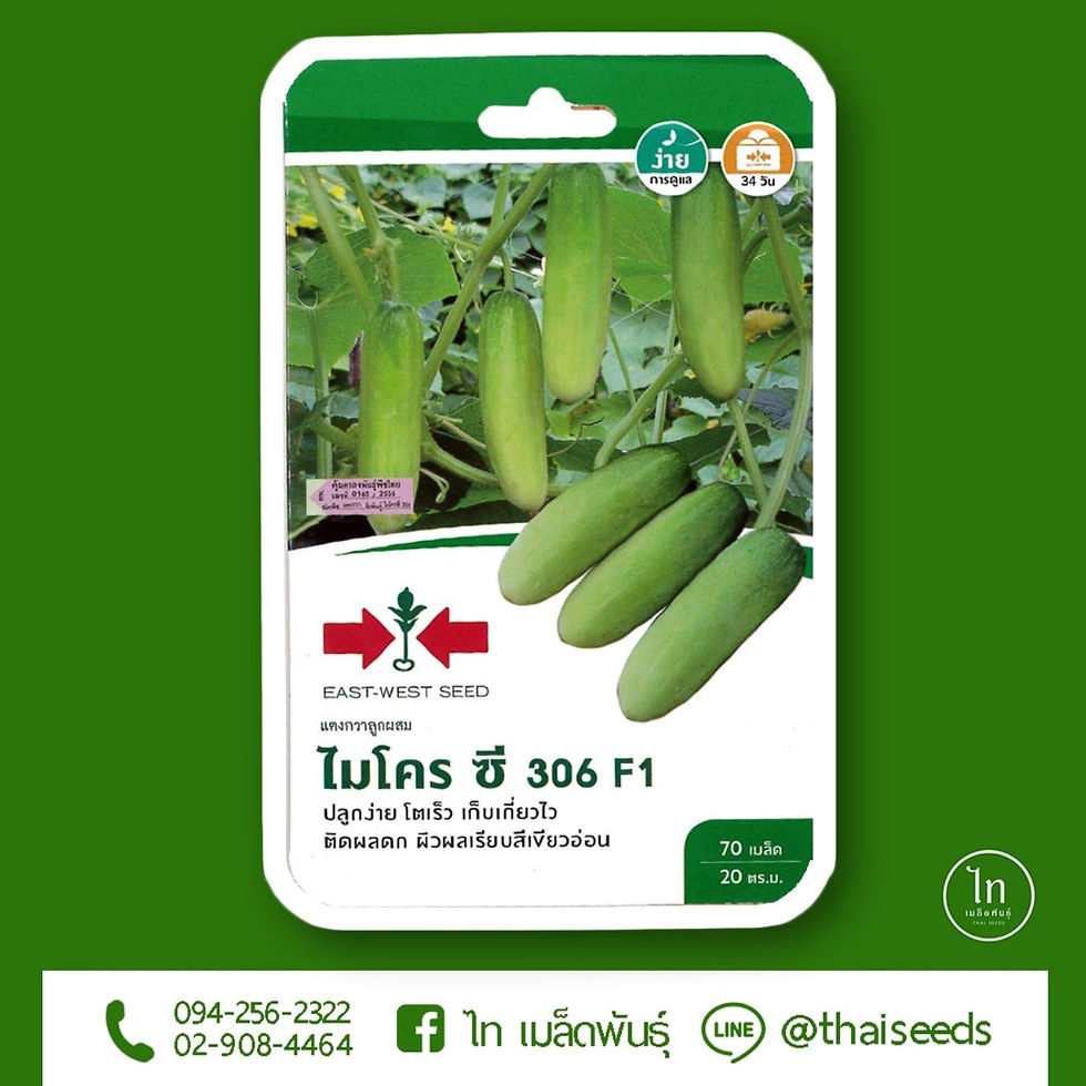 แตงกวา ไมโครซี 306 F1 : 70 เมล็ด