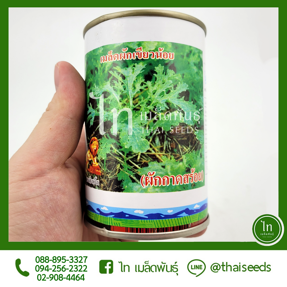 ผักกาดเขียวน้อย