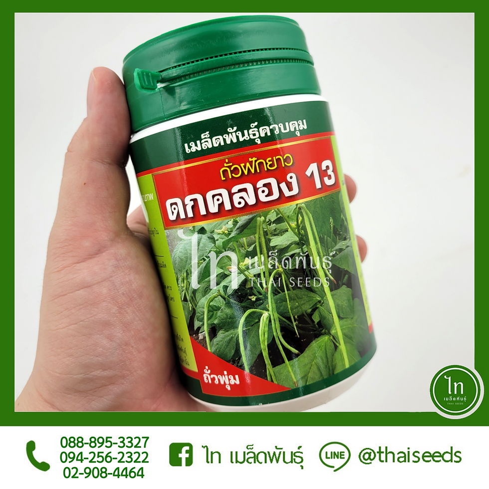 Thumbnail: ถั่วฝักยาว ดกคลอง 13 (ไร้ค้าง) : 100 กรัม