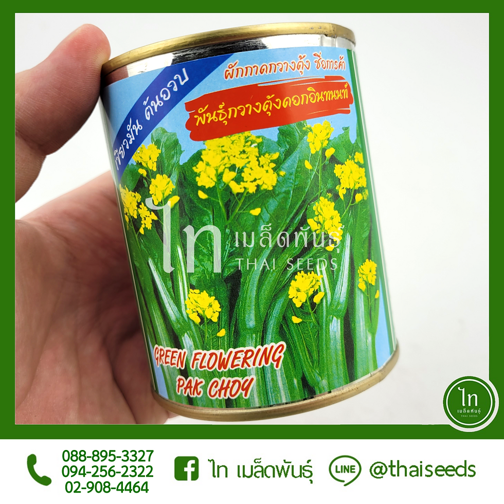 คะน้าฮ่องกง