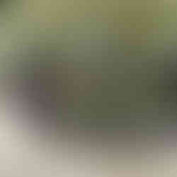 Mercedes E53 AMG Break wrapped in PWF Badlands Green by BC Signature carwrapping