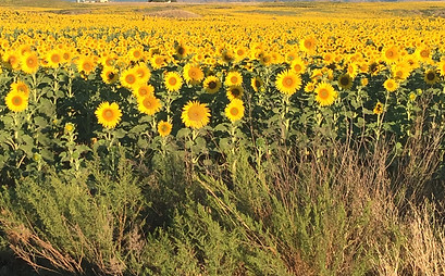 DP Sunflowers.JPG