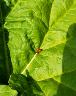 Ladybird on Rhubarb
