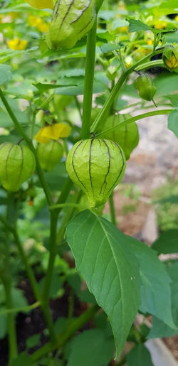 Tomatillos