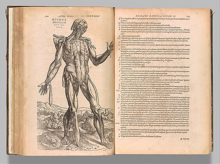 1024px-De_humani_corporis_fabrica_(Of_the_Structure_of_the_Human_Body)_MET_DP357361.jpg