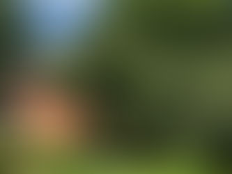 Unser Schulbeet – Vom Samen bis zur Ernte