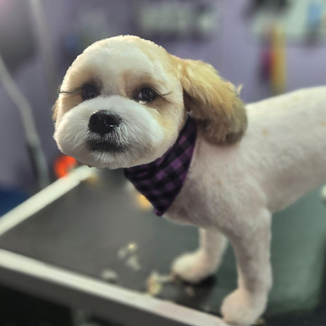 Dog Grooming Near me Etobicoke
