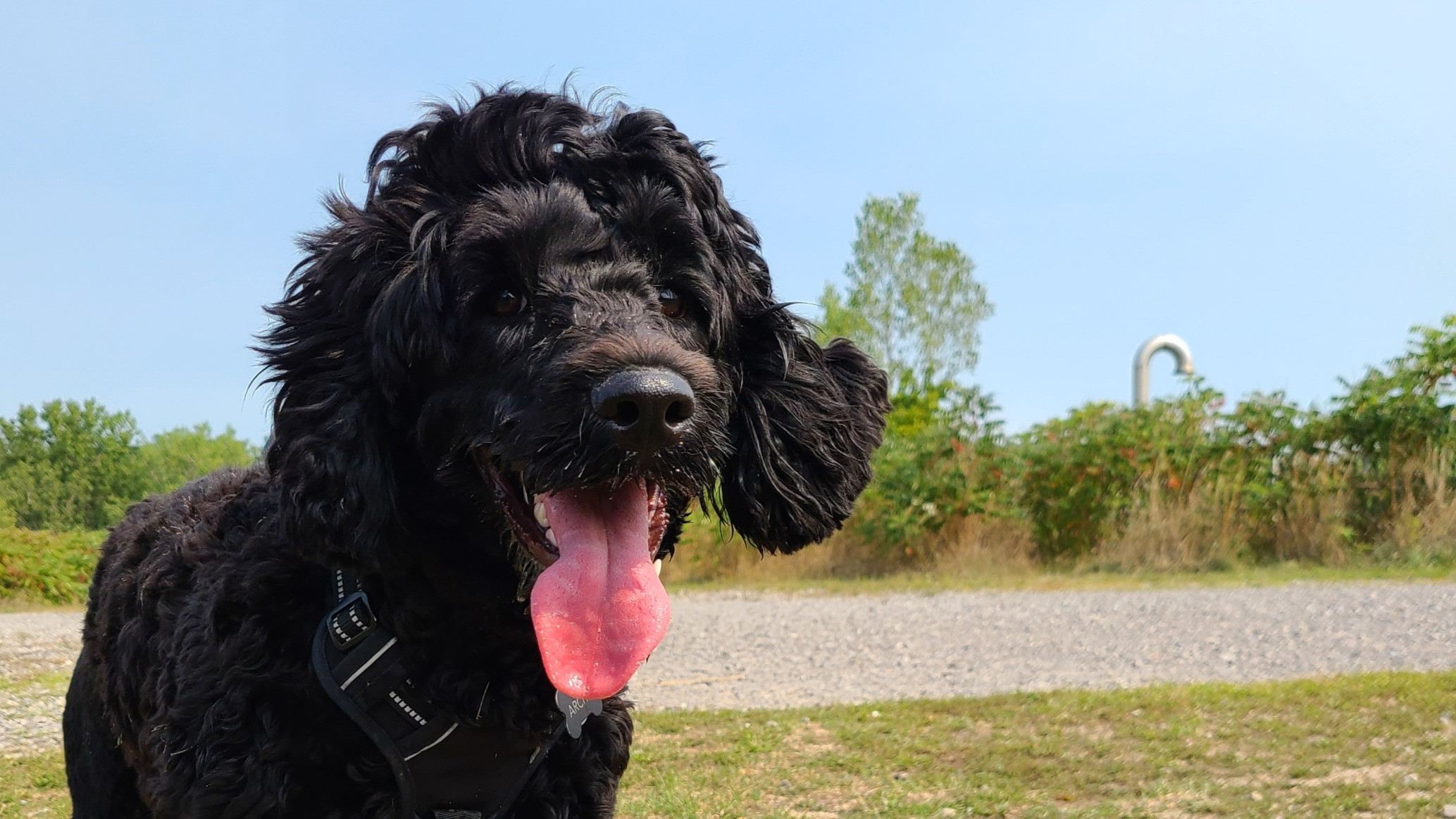 Dog hotsell daycare etobicoke