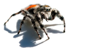 Insects are Amazing: Jumping Spiders