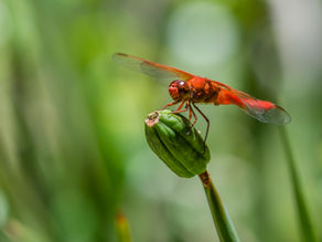 Dancing Wings: A Close Encounter with Dragonflies