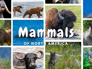 A Field Guide to Alaskan Wildflowers