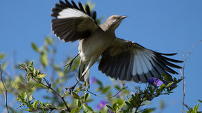 Birds are Amazing: The Mockingbird