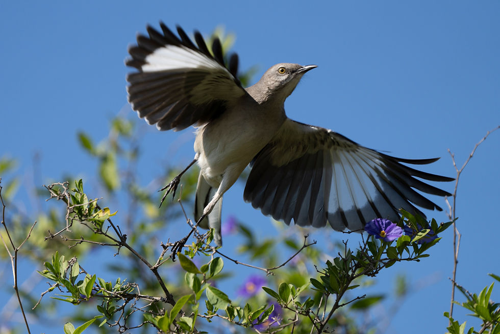 A graceful mockingbird takes flight from a branch adorned with purple flowers against a clear blue sky.