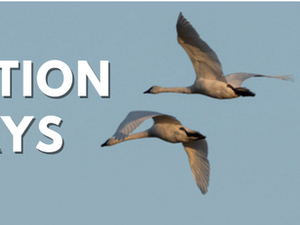 Exploring the North American Flyways: A Spectacular Journey of Bird Migration