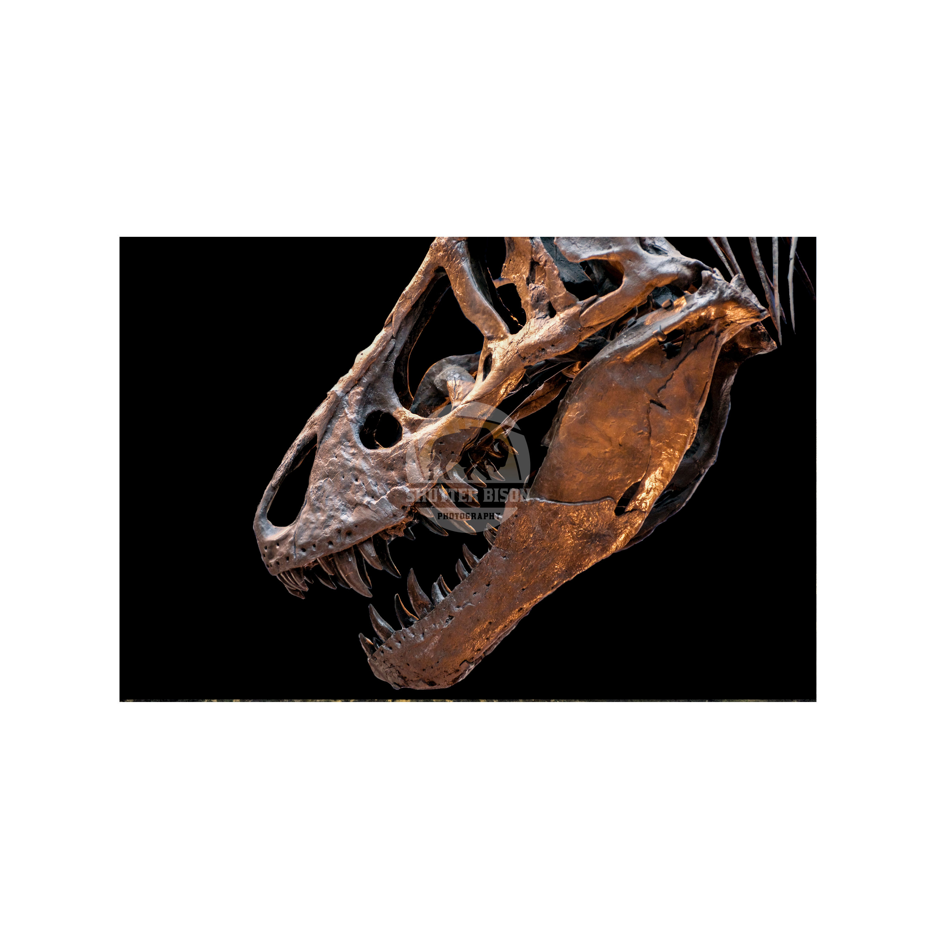 T-Rex Skull