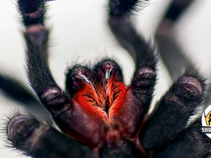I HATE spiders, but they are cool to Photograph