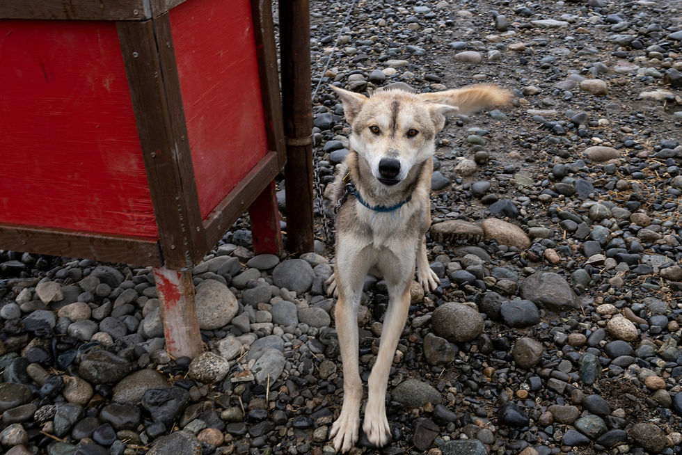 Sled Dog