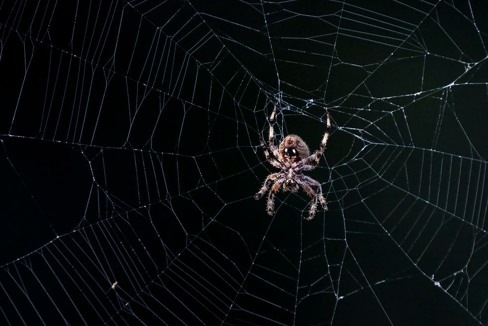 Western Spotted Orbweaver