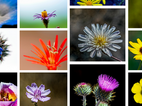 A Field Guide to California Wildflowers