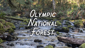 Time Out: A Moment of Calm - Olympic National Forest