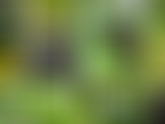 A Field Guide to Alaskan Wildflowers