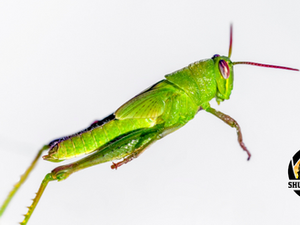 Macro Photography of Insects