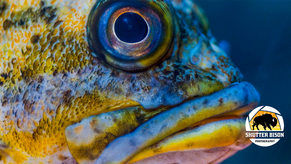 Taking Pictures of Fish and not get wet