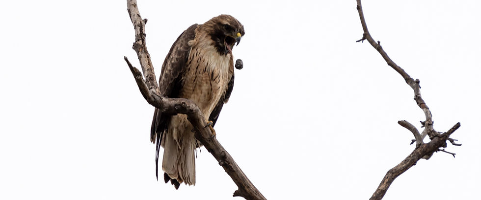 The Truth Behind Wildlife Photography: A Game of Patience and Perseverance