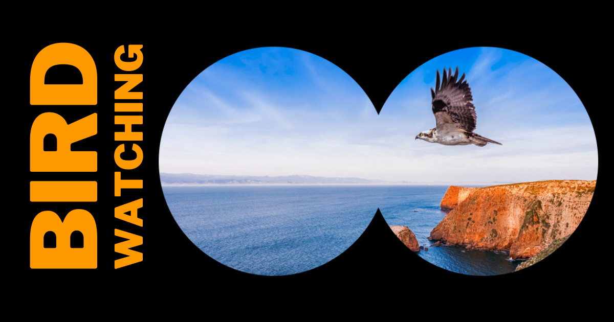Bird Watching is an excellent way to connect with Nature