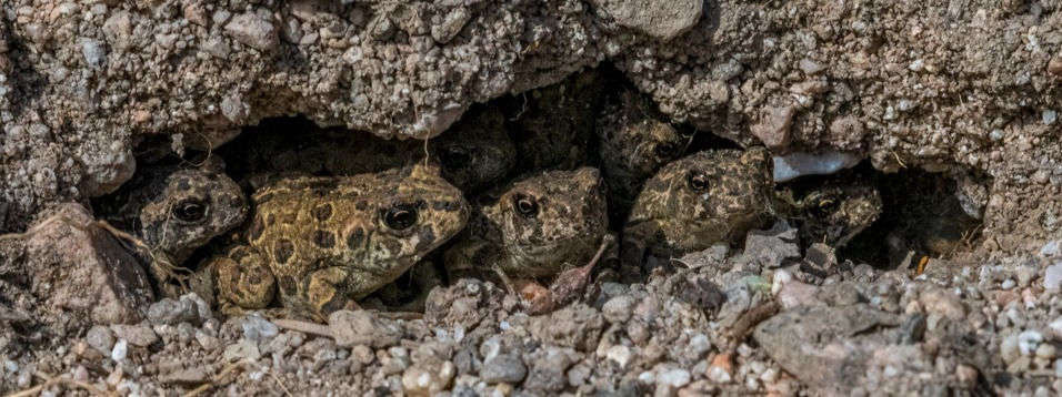 Toads