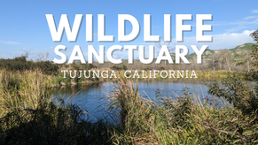 Birdwatching in a Los Angeles Wildlife Sanctuary