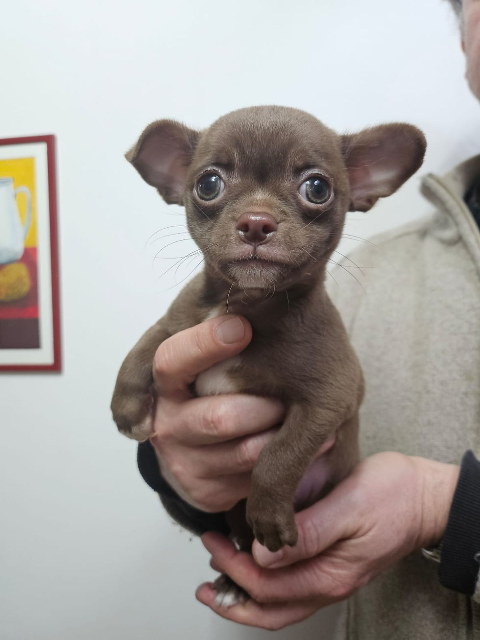 Il cucciolino sta crescendo