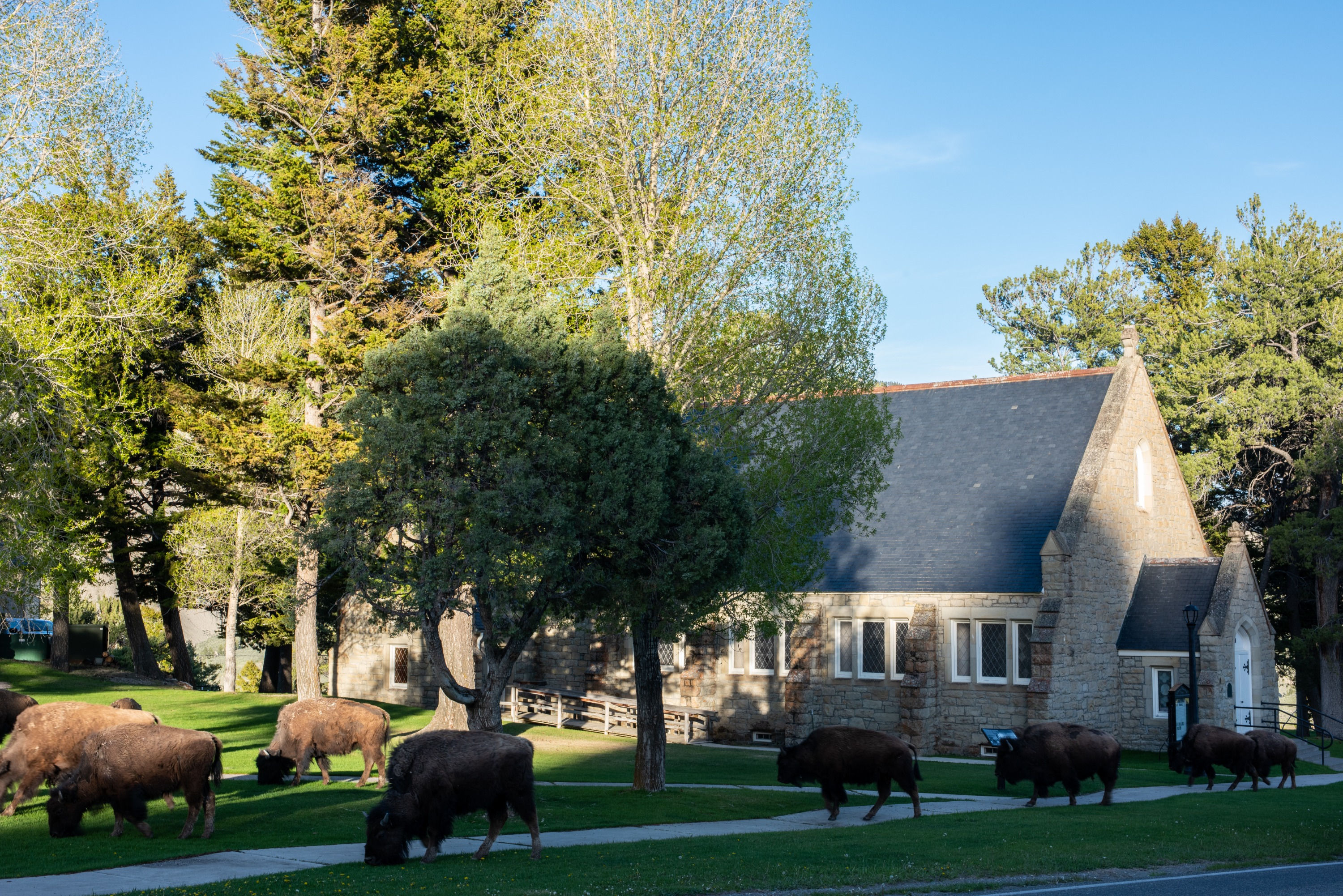 Bison getting fresh air after church
