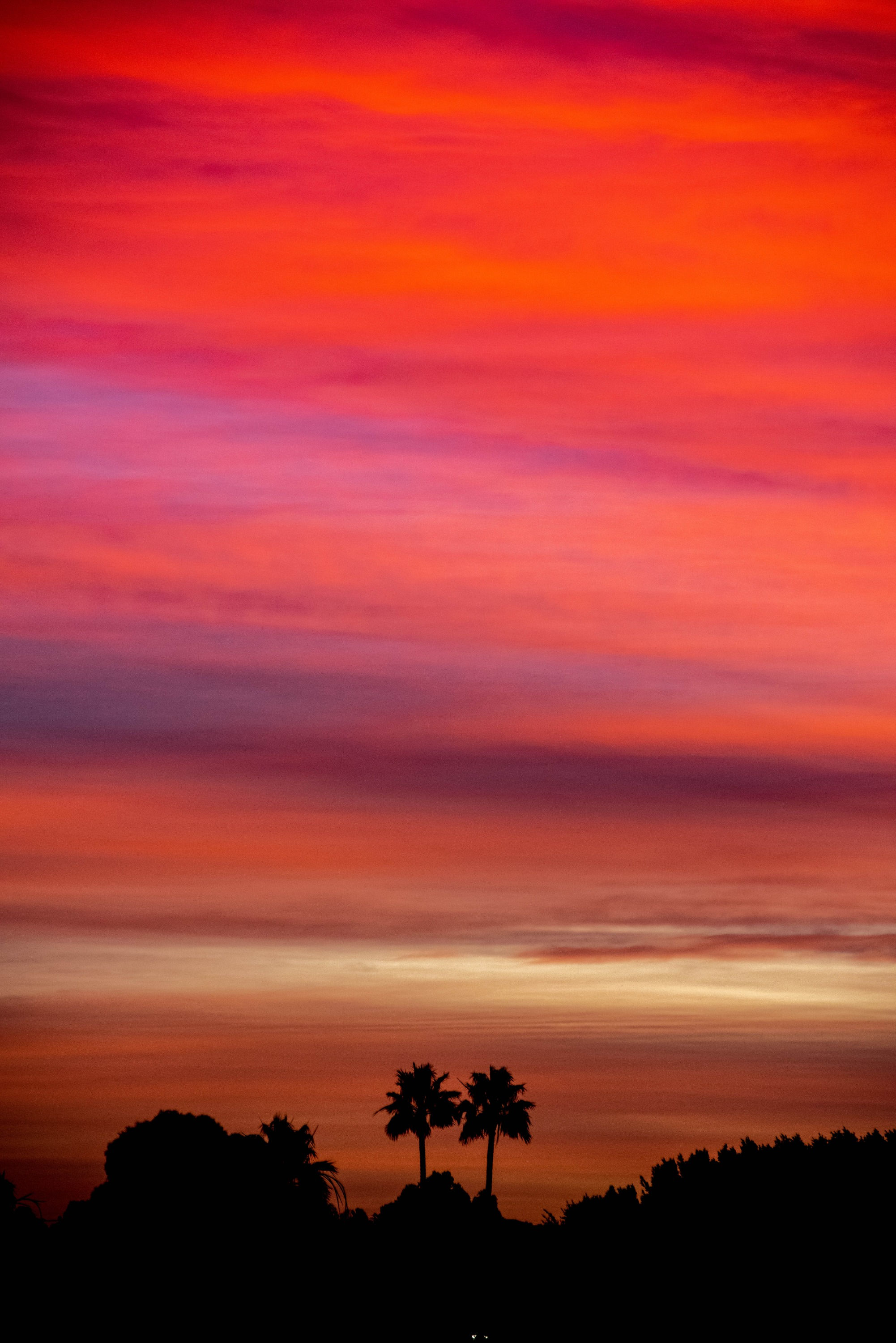 Sunrise palms