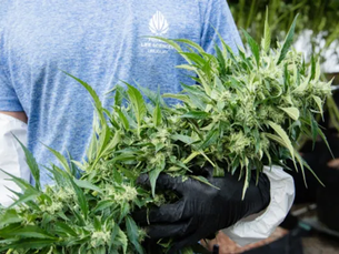 Uruguai concretiza exportação história de cannabis medicinal